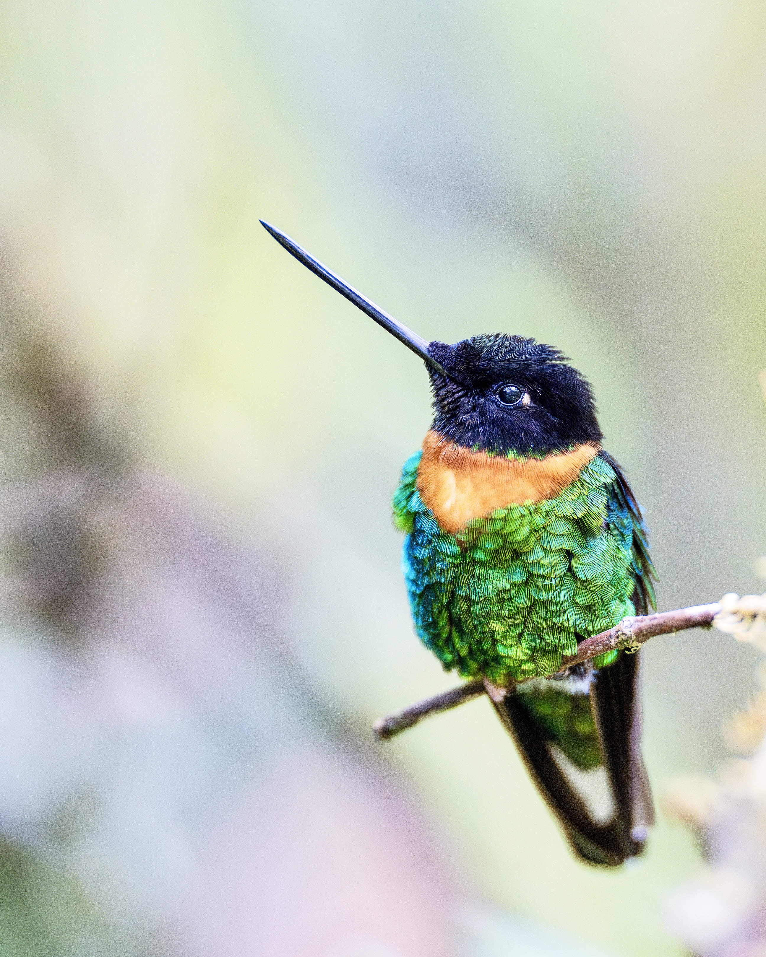 Naturfoto i Bolivia &ndash; erfaringer med Sony A1 og Sony 300mm f/2.8 GM