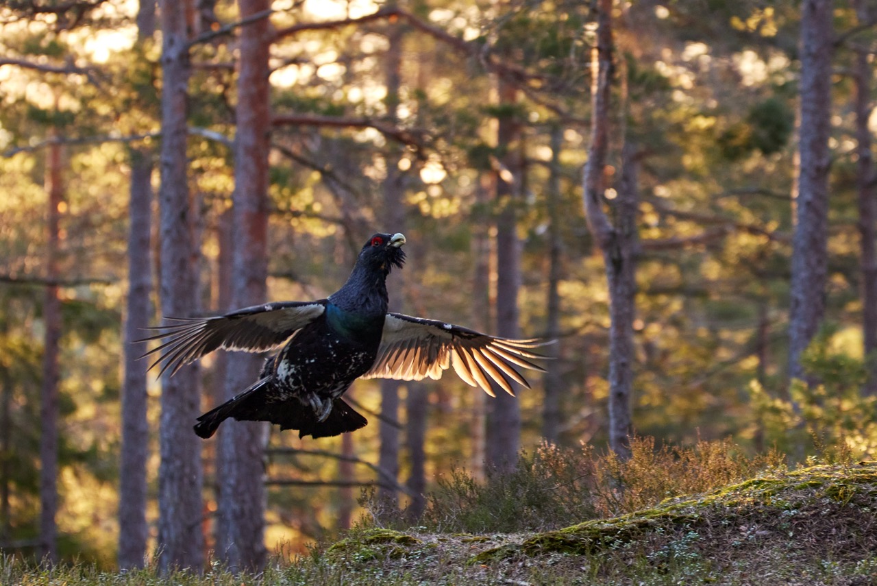 Tiurleik i Norge &ndash; slik tar du bildene (utstyr, tips og erfaringer)