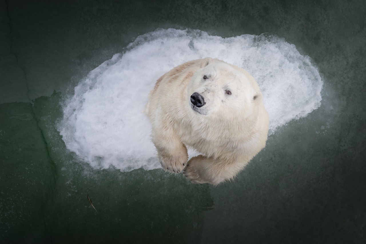 Vi sender til Svalbard!